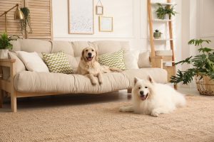 How to make your home pet-friendly